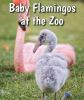 Baby_flamingos_at_the_zoo