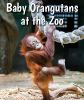 Baby_orangutans_at_the_zoo
