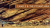 Camels_and_the_Pitjantjara
