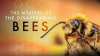 The_Mystery_of_the_Disappearing_Bees