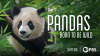 Pandas__Born_to_Be_Wild