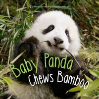 Baby_panda_chews_bamboo