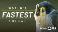 World___s_Fastest_Animal