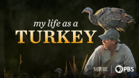Nature_-_My_Life_as_a_Turkey