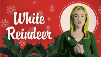 White_Reindeer