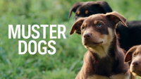 Muster_Dogs