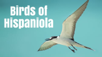 Birds_of_Hispaniola