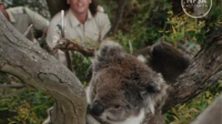Koalas__The_Bare_Facts